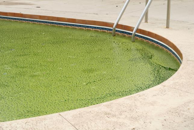 algues moutardes piscine