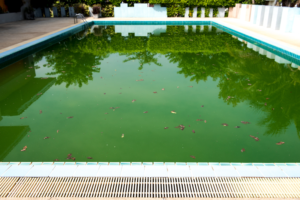 Présence d'algue dans une piscine