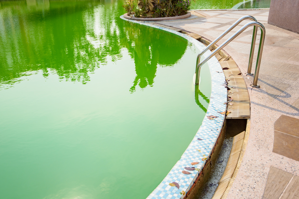 Prolifération d'algue dans une piscine